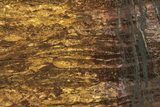 Polished Golden Amphibolite Slab - Western Australia #221688-1